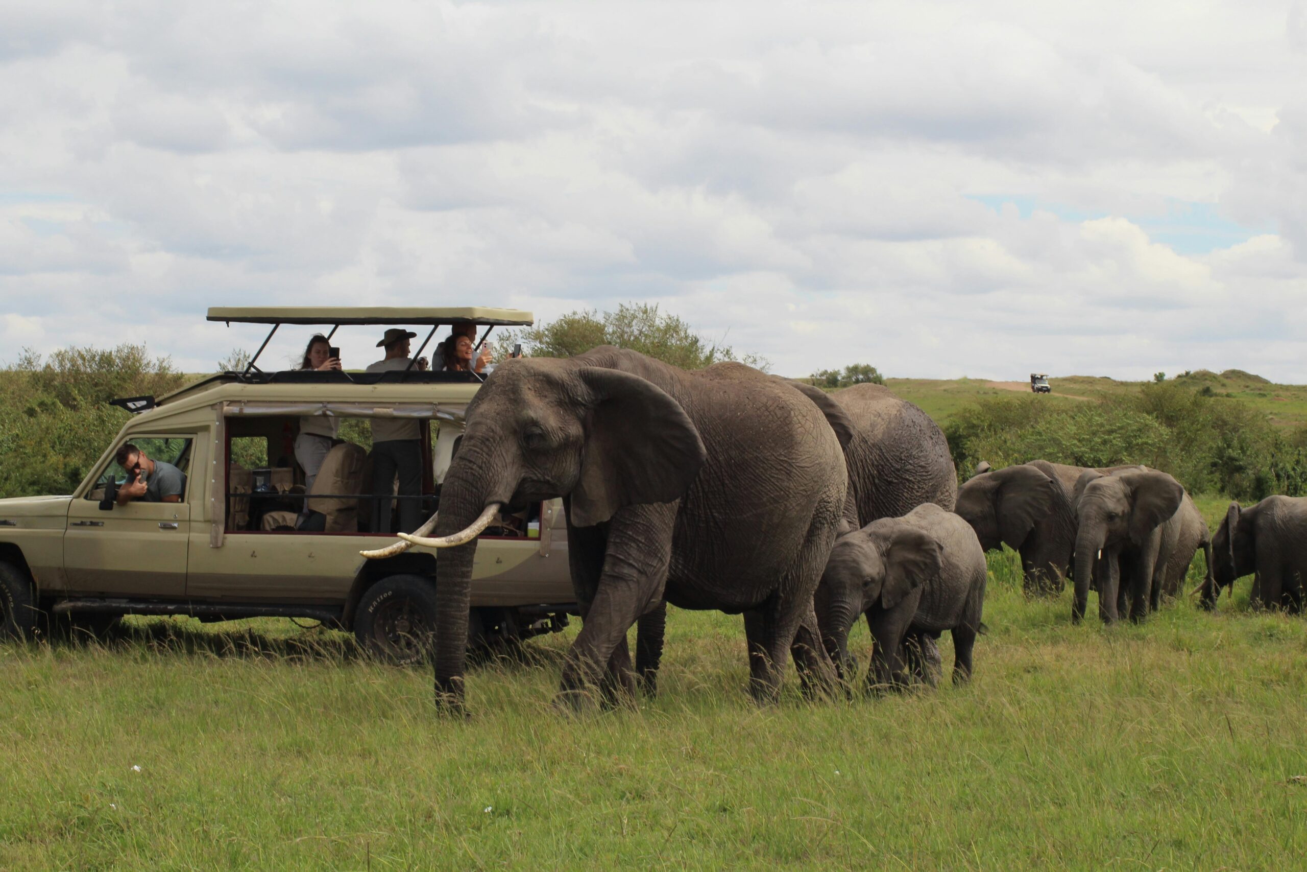 The Ultimate Safari Experience: A Journey Through the Wild Heart of Africa.